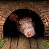 There’s a Rat in the Switchgear, what are we going to do?