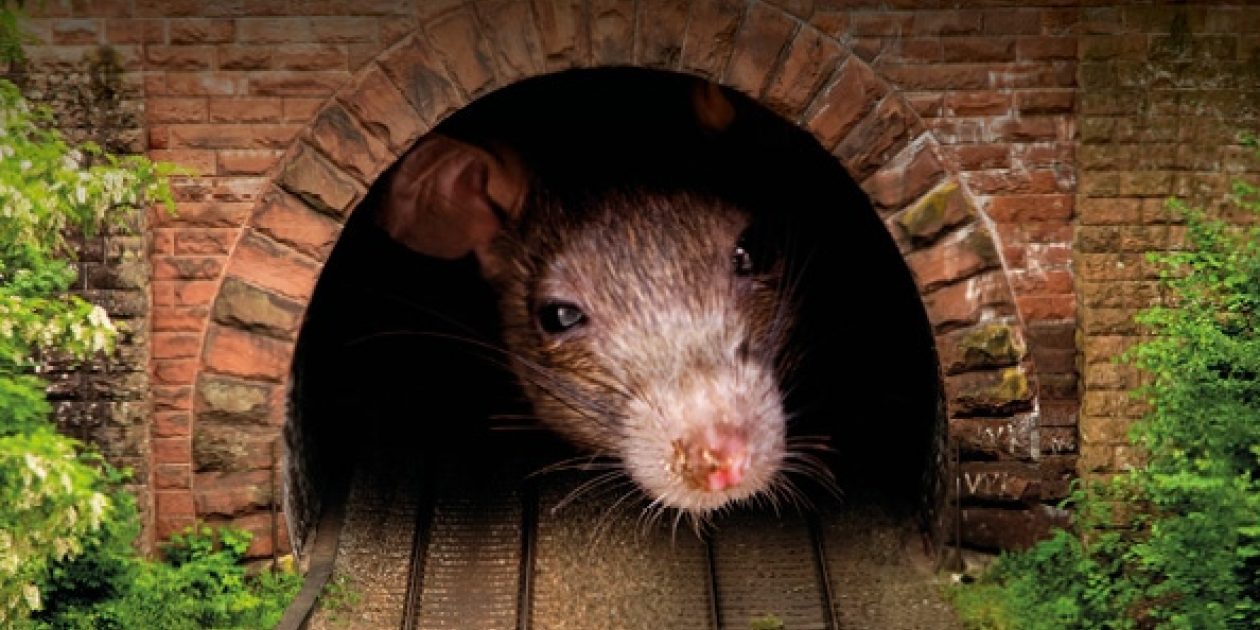 There’s a Rat in the Switchgear, what are we going to do? | BASEC
